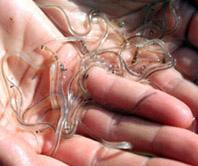 American Glass Eels